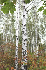Fototapeta premium Beautiful birches in forest in early autumn