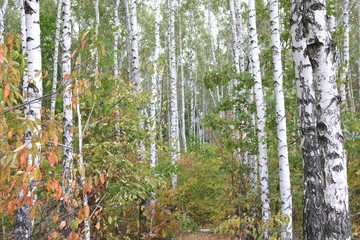 Obraz premium Beautiful birches in forest in early autumn