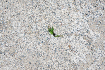 Small Plant is Growing Between Crack Concrete. Conceptual Background Presents Hope, Start or Life