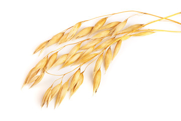 oat spike isolated on white background close-up