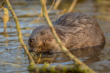 Eurasian beaver in water peeking through branches