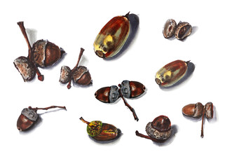 Obraz premium Collection of acorns on a white background, marker pattern, oak acorns.