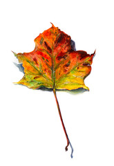 A maple leaf, a colorful, realistic watercolor drawing. White background, isolate.