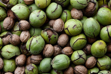 Fall harvest of fresh ripe walnuts, food background