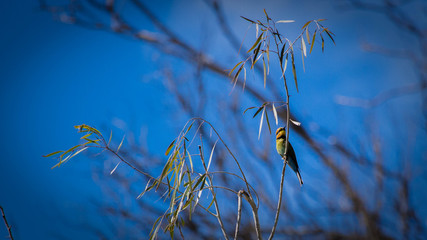 Parrot on branch
