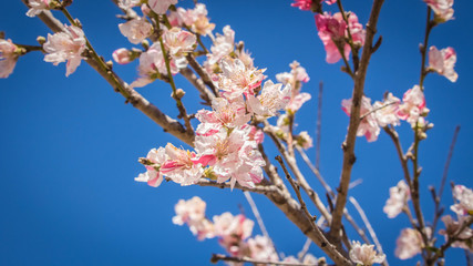 Pink Japanese peach tree