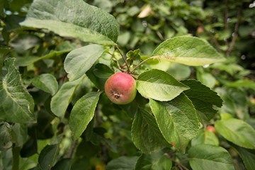 An apple on a branch