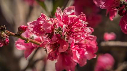 Pink Japanese peach tree