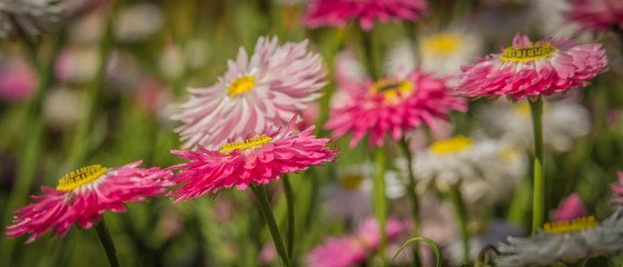 Pink Daisies