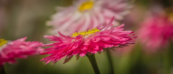 Pink Daisies