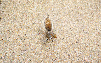 Ardilla en un jardín de Londres, Inglaterra, Europa