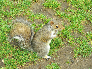 Ardilla en un jardín de Londres, Inglaterra, Europa