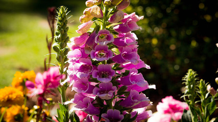 pink snap dragons