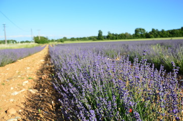 Fototapeta premium Lavenders in Provence