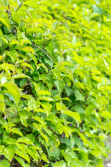 Green bush as natural background.