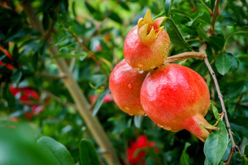 pomegranate fruit growing on a green branch