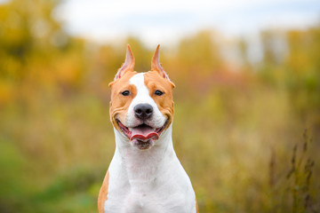american staffordshire terrier