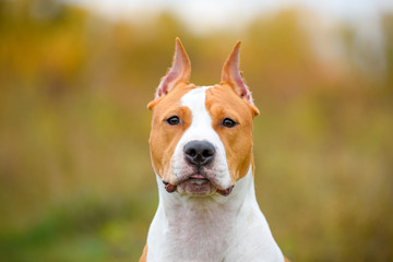 american staffordshire terrier