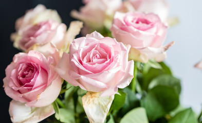 rosa rosen, closeup