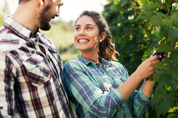 Couple working in vineyard