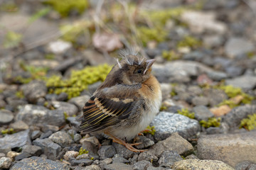 Funny chaffinch chick closeup