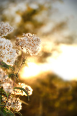 wild meadow white flowers on morning sunlight background. Autumn field background