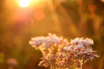 wild meadow pink flowers on morning sunlight background. Autumn field background