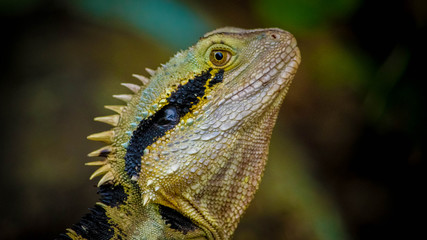 Water dragon