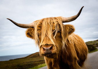 Scottish Highland Cow - obrazy, fototapety, plakaty
