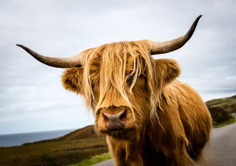 Crédence de cuisine en verre imprimé Highlander écossais Vache des Highlands écossais