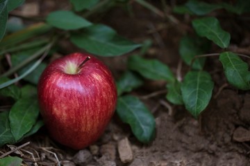apple Fell on the ground in the garden.