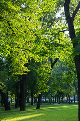 Naklejka premium Beautiful summer landscape with trees and green grass