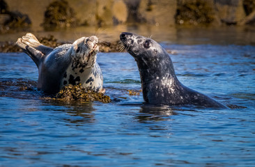 Naklejka premium Meet and Greet - Grey Seals, Farne Islands