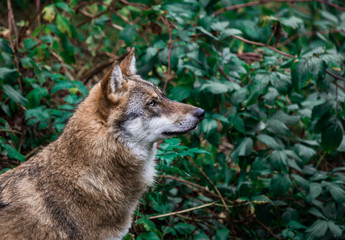 Wolf_1