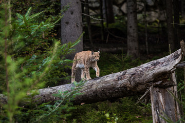 Luchs_1