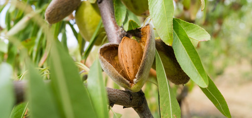 Almedra largueta en árbol