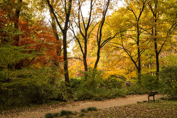 Obraz premium 新宿御苑の紅葉