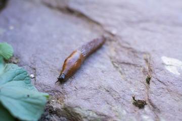 Schnecke