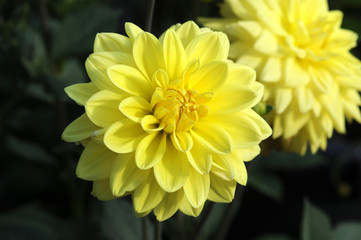 Chrysanthemum Krizantema Chrysanths Crisantemi 菊属 Crisantemos Krysanteemit Crizantemă Złocień Хризантема Chi Cúc Crisantemo Chrysanthemums Mums キク属 Chrysanthemen Քրիզանթեմ חרצית