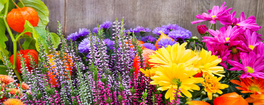Flowers and wooden background