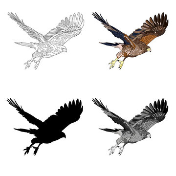 Vector illustration, an image of a flying hawk. Black line, black and white and gray spots, black silhouette, color image