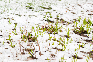 Young green plants sprout from the earth on snow