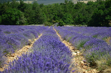 Lavenders in Provence