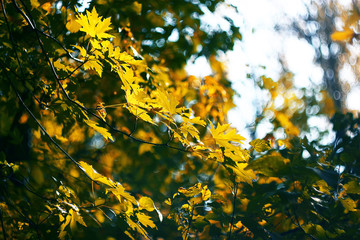yellow  branch of a maple in an autumn park
