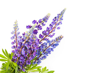 Bouquet of lupines on white background.