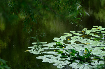 View on the bank of pond with wild water lilies through the weeping willow.