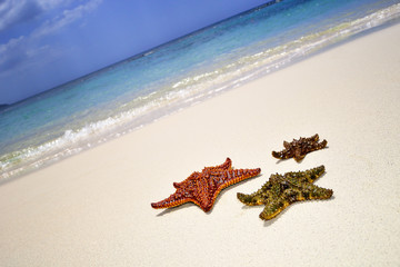 Detail of starfish in sand. Sunny day at Montego bay beach, Jamaica