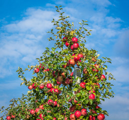 Red ripe apples on branch, blue sky background. Fresh Fuji apples