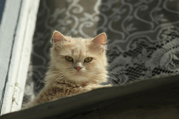 red cat sitting on window