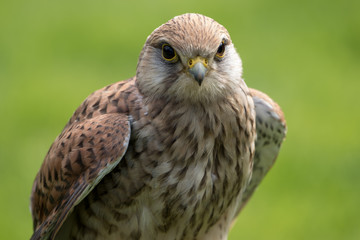 Kestrel